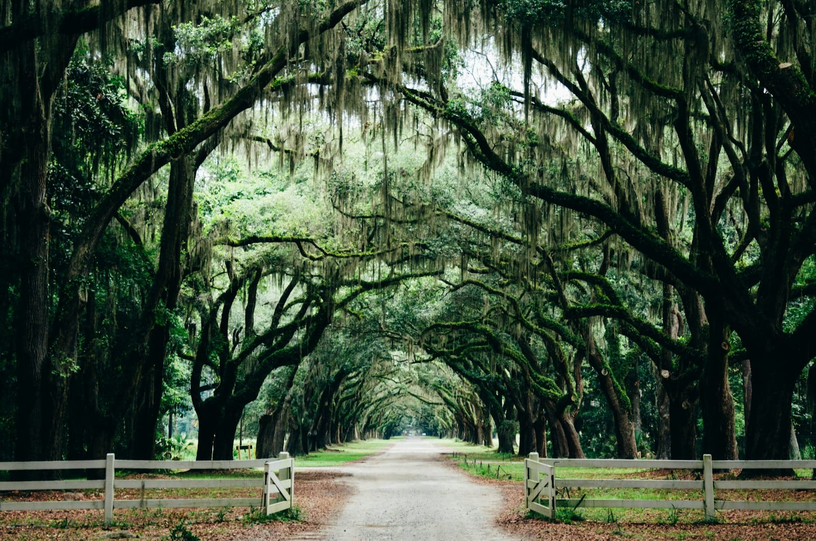 Historic Savannah, Georgia square shaded by live oaks