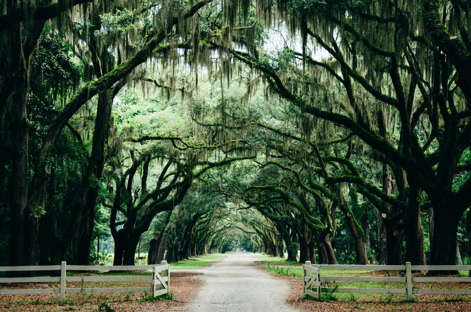 Historic Savannah, Georgia square shaded by live oaks
